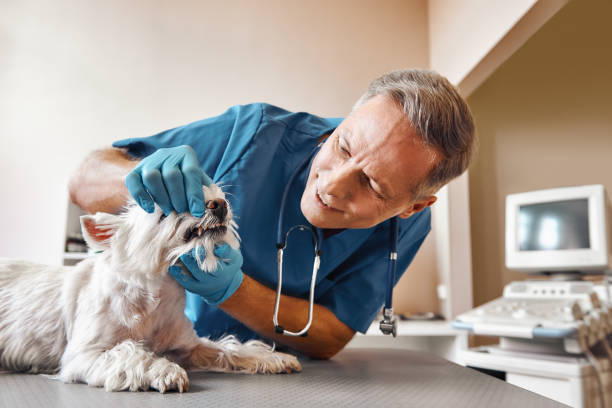 Best Emergency Dental Care for Abscessed Tooth in Eagle Point, AL